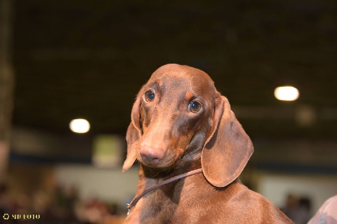 Password - EXPOSITION INTERNATIONALE GOLDEN TROPHY, LIEGE JUILLET 2016